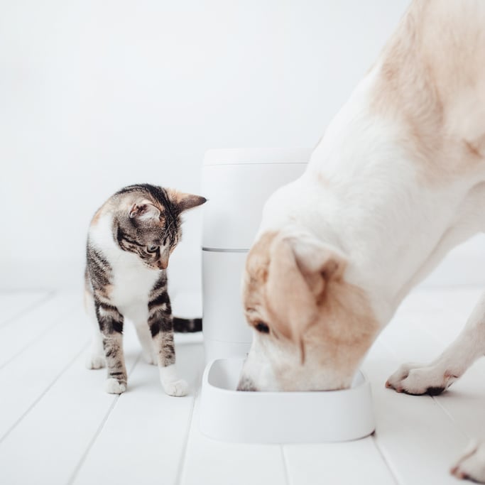 PETCARE HD - Comedero Dispensador Inteligente Automático para mascotas, imagen de galería 12